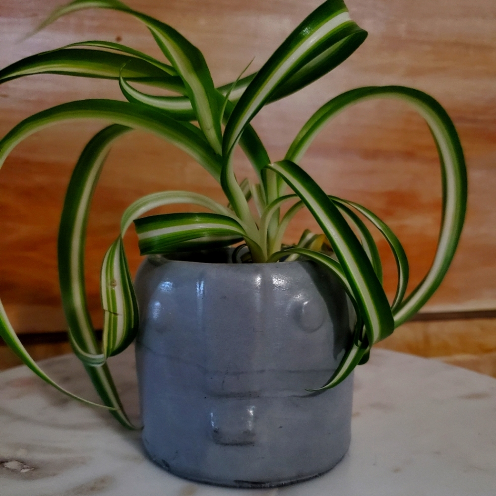 Concrete Face Planter